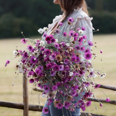 Zoom image of Pappersblomster Xeranthemum annuum mix eterneller