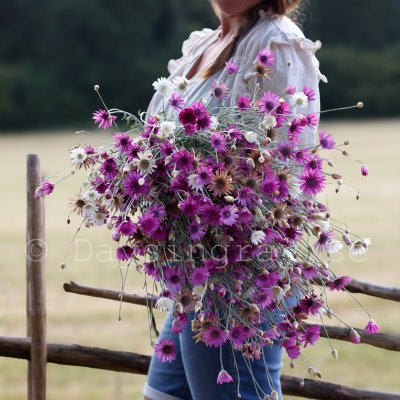 Zoom image of Pappersblomster Xeranthemum annuum mix eterneller
