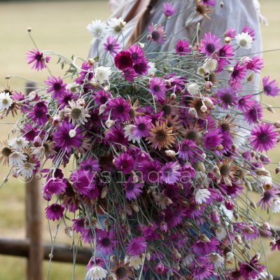 Zoom image of Pappersblomster Xeranthemum annuum mix eterneller