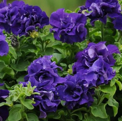 Zoom bild av Petunia grandiflora Double Cascade Blue