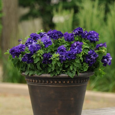 Zoom bild av Petunia grandiflora Double Cascade Blue