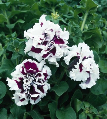 Zoom bild av Petunia grandiflora Double Pirouette Purple