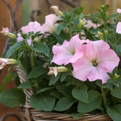 Zoom bild av Petunia hybrida Dreams Appleblossom