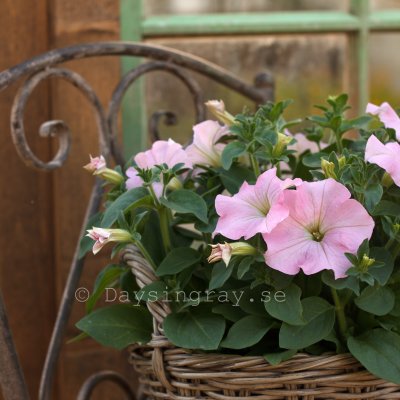 Zoom bild av Petunia hybrida Dreams Appleblossom
