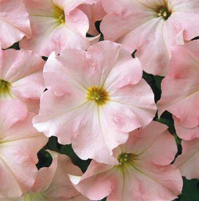 Zoom image of Petunia hybrida Dreams Appleblossom