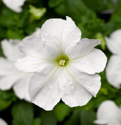 Zoom bild av Petunia grandiflora Tritunia Fresh White