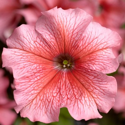 Zoom bild av Petunia grandiflora Tritunia Salmon Veined