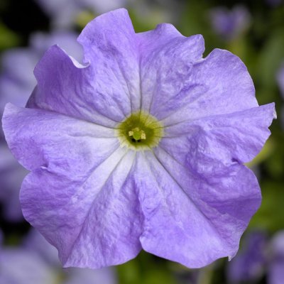 Zoom bild av Petunia grandiflora Tritunia Sky Blue