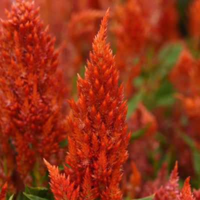 Zoom bild av Plymört Celosia plumosa Sunday Bright Orange