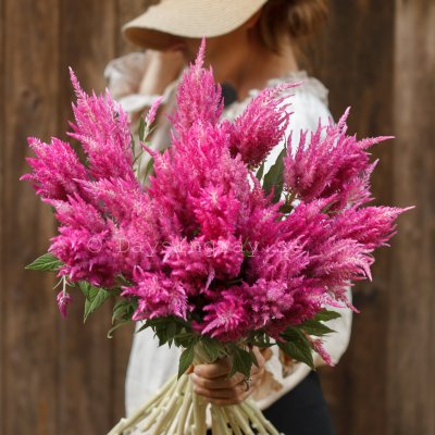 Zoom image of Prince of Wales Feathers Celosia plumosa Bright Pink