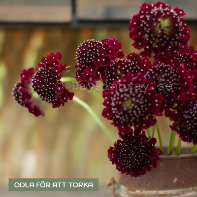 Zoom image of Praktvädd Scabiosa Atropurpurea Black Knight