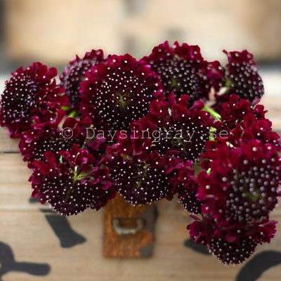 Zoom image of Praktvädd Scabiosa Atropurpurea Black Knight