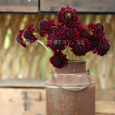 Zoom image of Praktvädd Scabiosa Atropurpurea Black Knight