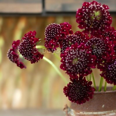 Zoom image of Praktvädd Scabiosa Atropurpurea Black Knight