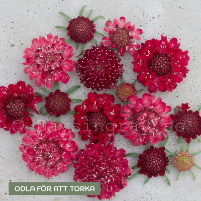 Zoom image of Praktvädd Scabiosa atropurpurea Fire king
