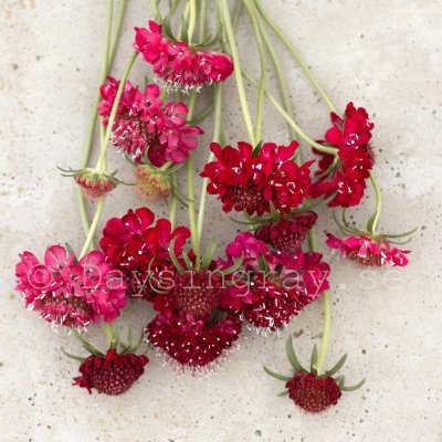 Zoom bild av Praktvädd Scabiosa atropurpurea Fire king