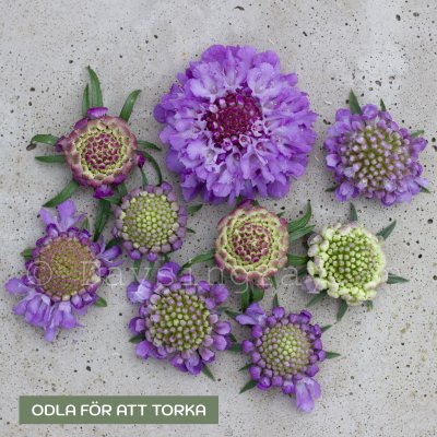 Zoom image of Praktvädd - Scabiosa Atropurpurea Oxford Blue
