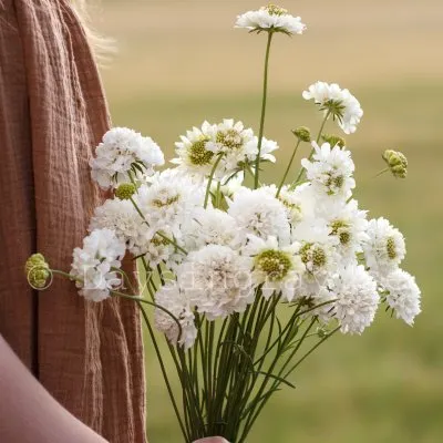 Praktvädd Scabiosa atropurpurea Snowmaiden
