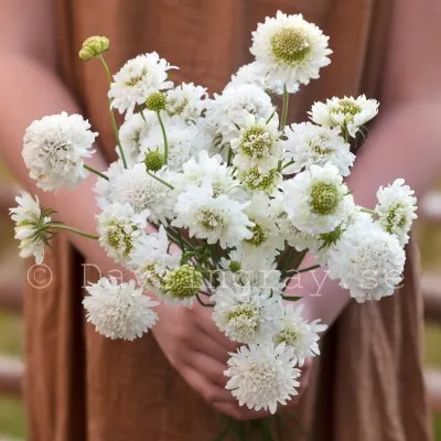 Praktvädd Scabiosa atropurpurea Snowmaiden