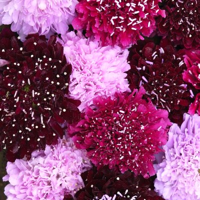 Zoom bild av Praktvädd Scabiosa atropurpurea Summer Fruits