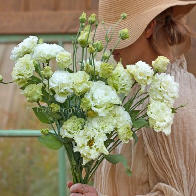 Zoom bild av Prärieklocka Lisianthus (Eustoma) grandiflorum Alissa 1 Green