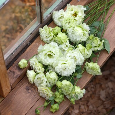 Zoom bild av Prärieklocka Lisianthus (Eustoma) grandiflorum Alissa 1 Green