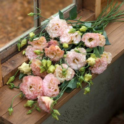 Zoom bild av Prärieklocka Lisianthus (Eustoma) grandiflorum Alissa 2 Champagne