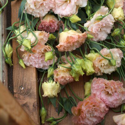 Zoom bild av Prärieklocka Lisianthus (Eustoma) grandiflorum Alissa 2 Champagne