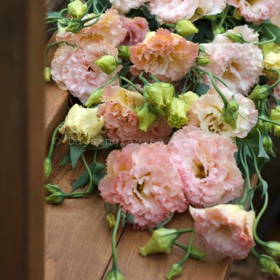 Zoom bild av Prärieklocka Lisianthus (Eustoma) grandiflorum Alissa 2 Champagne