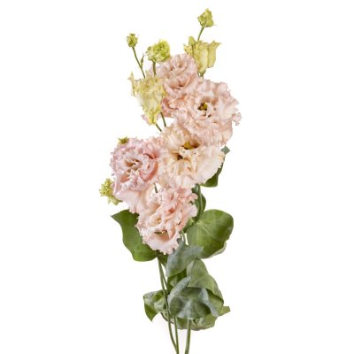 Lisianthus (Eustoma) grandiflorum Alissa 2 Apricot