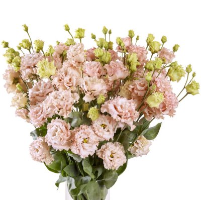 Lisianthus (Eustoma) grandiflorum Alissa 2 Apricot