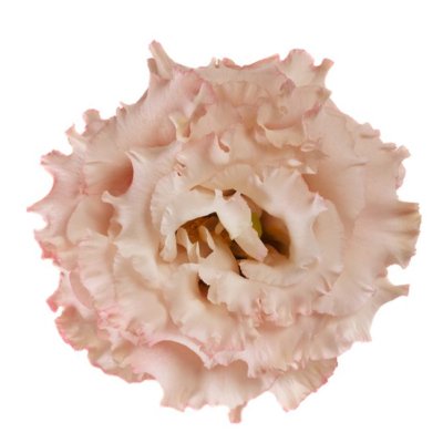 Lisianthus (Eustoma) grandiflorum Alissa 2 Apricot