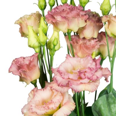 Prärieklocka Lisianthus (Eustoma) grandiflorum Alissa 2 Champagne