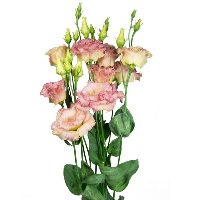 Prärieklocka Lisianthus (Eustoma) grandiflorum Alissa 2 Champagne