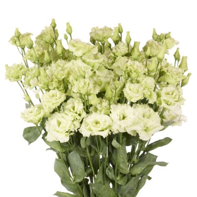 Prärieklocka Lisianthus (Eustoma) grandiflorum Alissa 1 Green