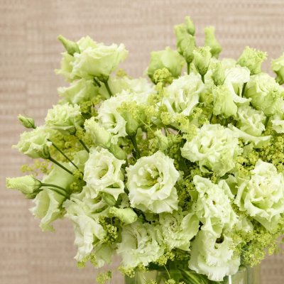 Prärieklocka Lisianthus (Eustoma) grandiflorum Alissa 1 Green