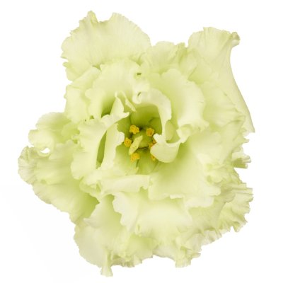 Prärieklocka Lisianthus (Eustoma) grandiflorum Alissa 1 Green