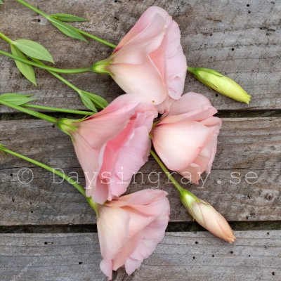 Prärieklocka Eustoma grandiflorum Arena Apricot III