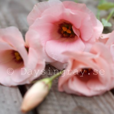 Prärieklocka Eustoma grandiflorum Arena Apricot III