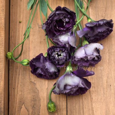 Zoom bild av Prärieklocka grandiflorum Rosanne Black Pearl