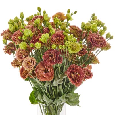 Prärieklocka Lisianthus grandiflorum Rosanne 2 Terracotta