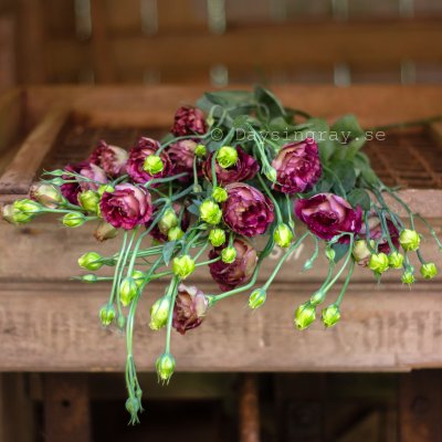 Zoom bild av Prärieklocka Eustoma grandiflorum Rosanne 3 Brown