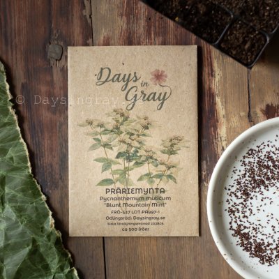 Zoom bild av Präriemynta Pycnanthemum muticum Blunt Mountain Mint