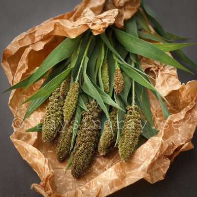 Zoom image of Foxtail Millet - Setaria italica Hylander