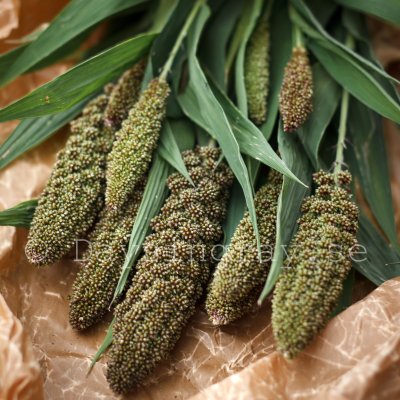 Zoom image of Foxtail Millet - Setaria italica Hylander