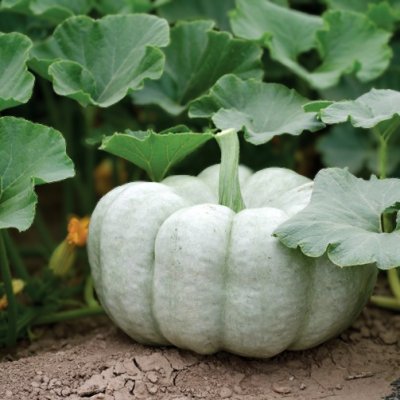 Zoom bild av Pumpa Cucurbita Blue Doll