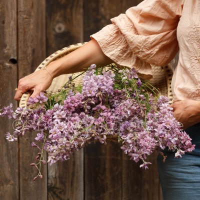 Zoom bild av Riddarsporre - Delphinium consolida Misty Lavender