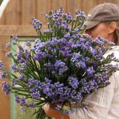 Zoom bild av Risp Limonium Sinuatum Qis Pale Blue