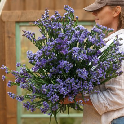 Zoom bild av Risp Limonium Sinuatum Qis Pale Blue