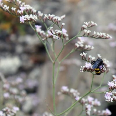 Zoom bild av Risp Limonium tataricum dumosa Woodcreek